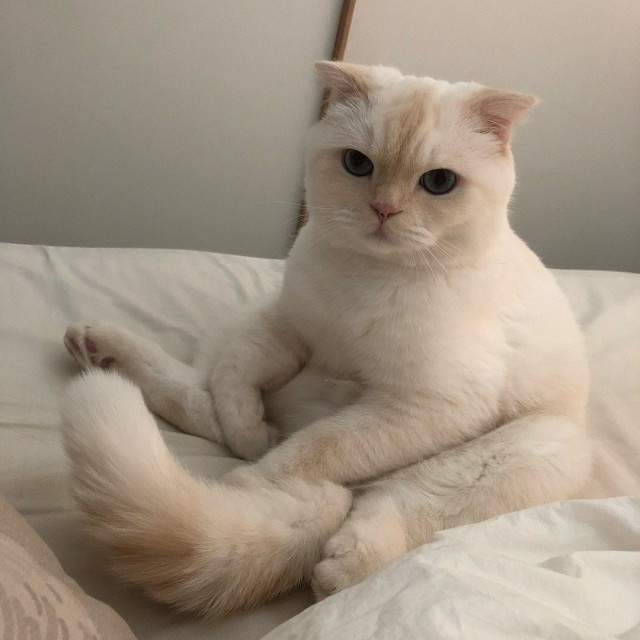 Прикольных котов пост