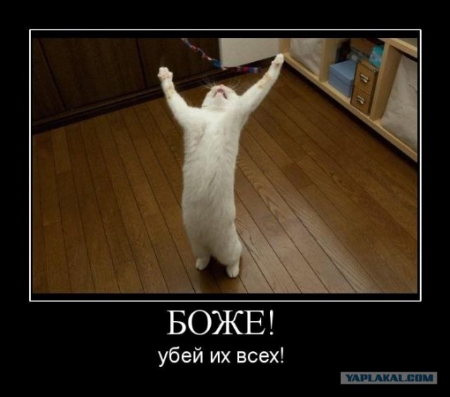 Хозяин - ты сцуко!