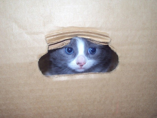 Первый котовторник июля