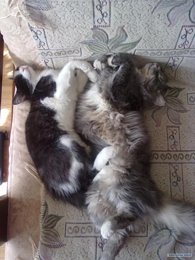 Котовторник в "КотоГетто"