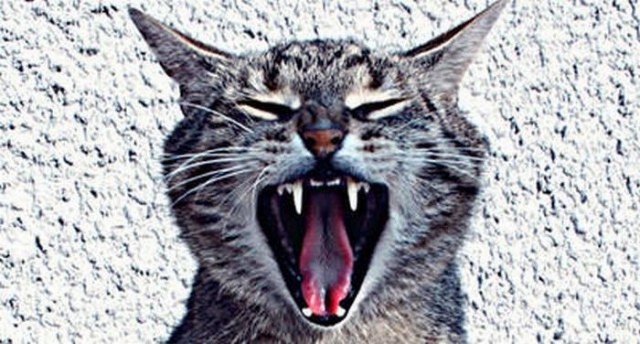 С котовторником !