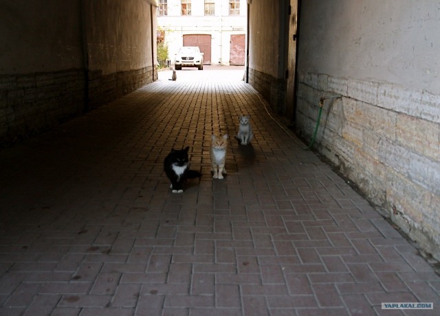 Котовторник! 11.10.11