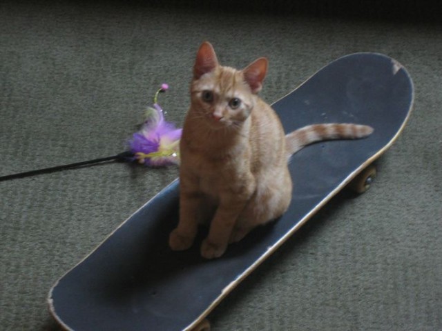 Котовторник!