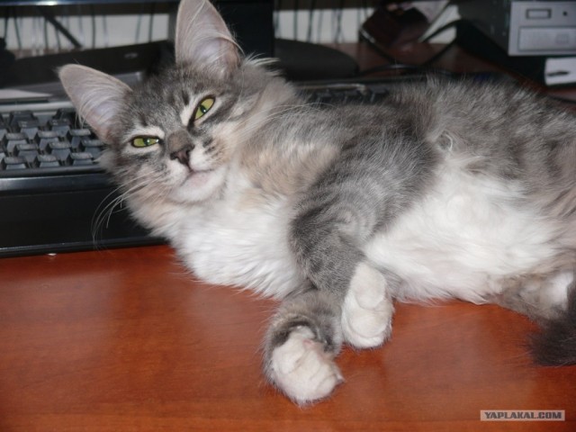 Котовторник 20.12.2011