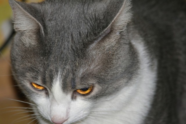 Первый КОТОВТОРНИК 2012