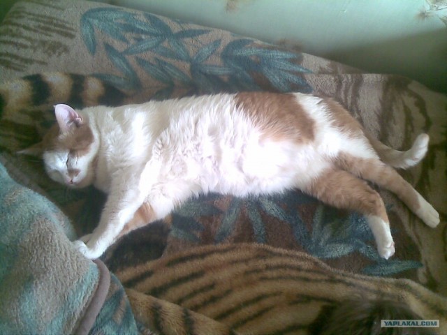 Котовторник 27.03.2012