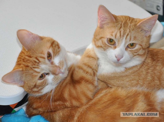 Котовторник 2019
