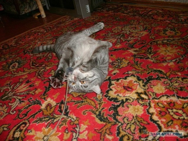 Котовторник (15.05.2012)