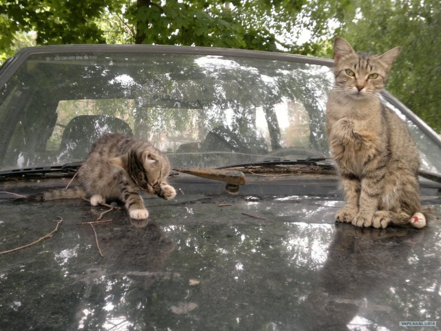 Котовторник 31.07.2012 г.