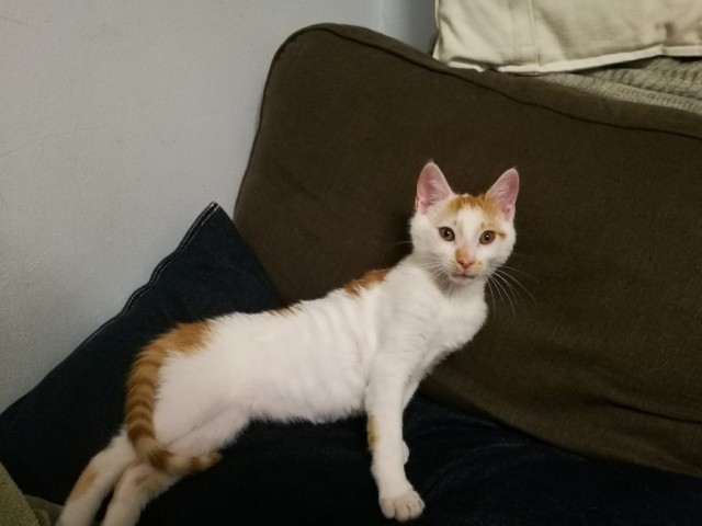 Трехцветное счастье