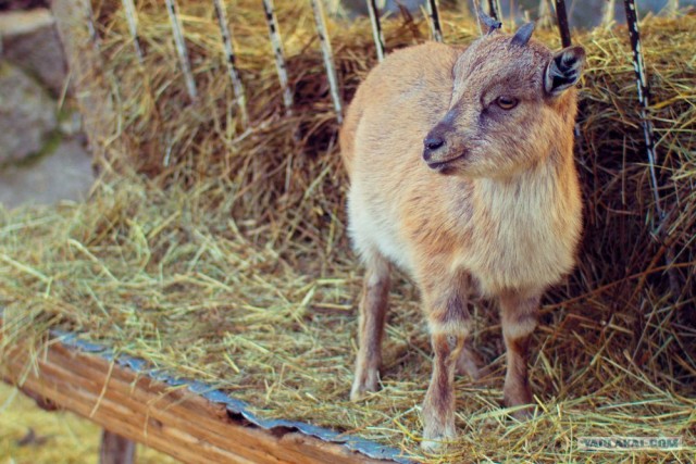 Московский зоопарк