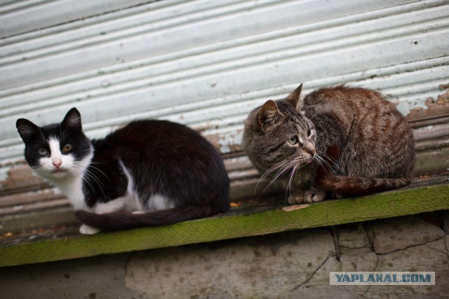 Дикий котовторник 16.04.19
