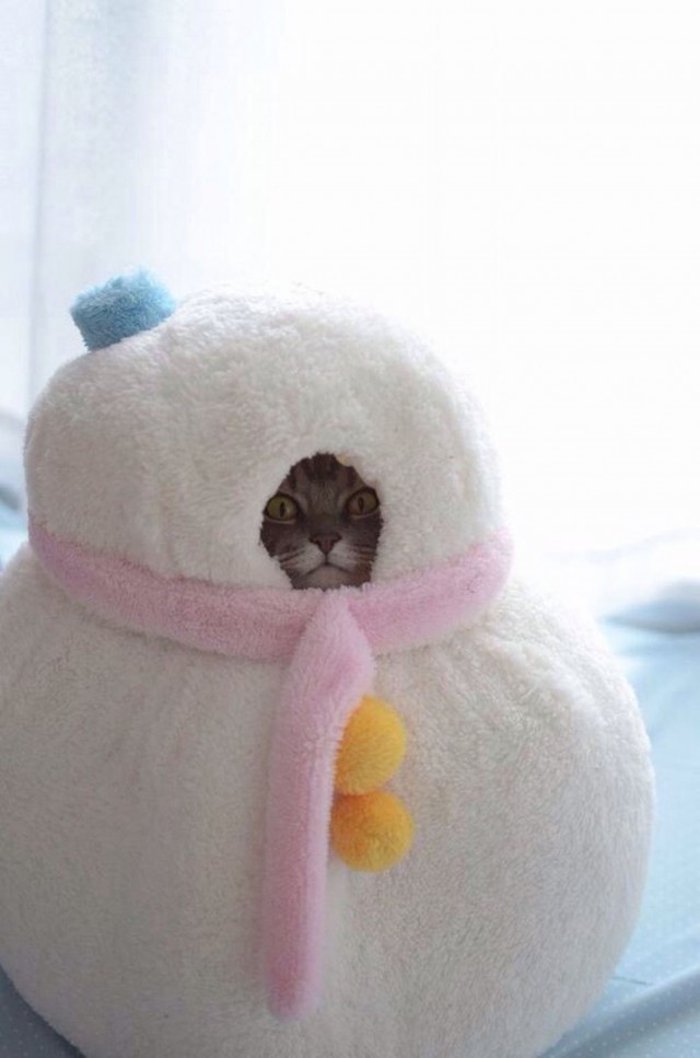 Котовторник! начнем? 04.06.19