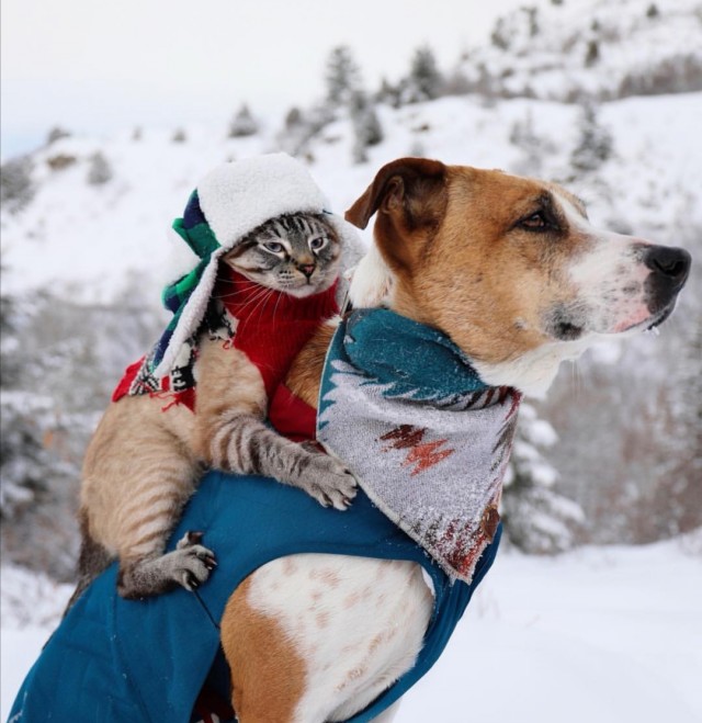 Уже не котовторник, но еще и не собакочетверг