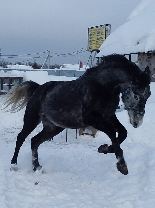 Живность из сети