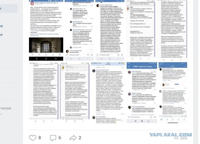 Помогите вернуть кота! Приют "Преданное сердце" украл кота и не отдает!-2