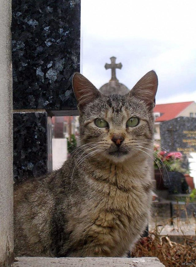"Удоли!" Дурацкие фото котеек, которые они просили не показывать