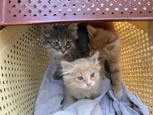 Чуток картинок не про вирус  18.0.  Животные