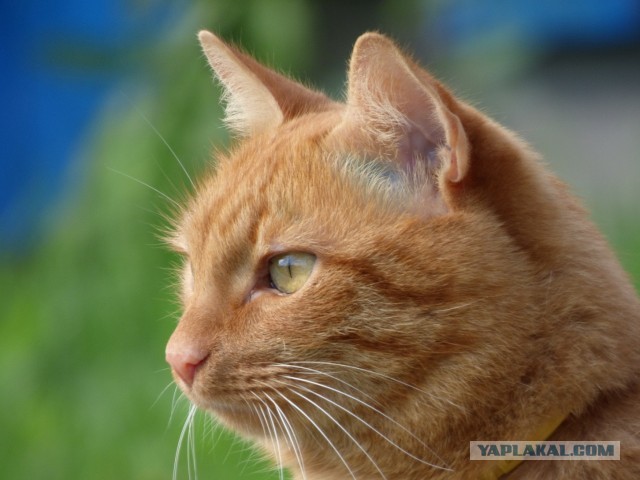 Котовторник 13.10.2020