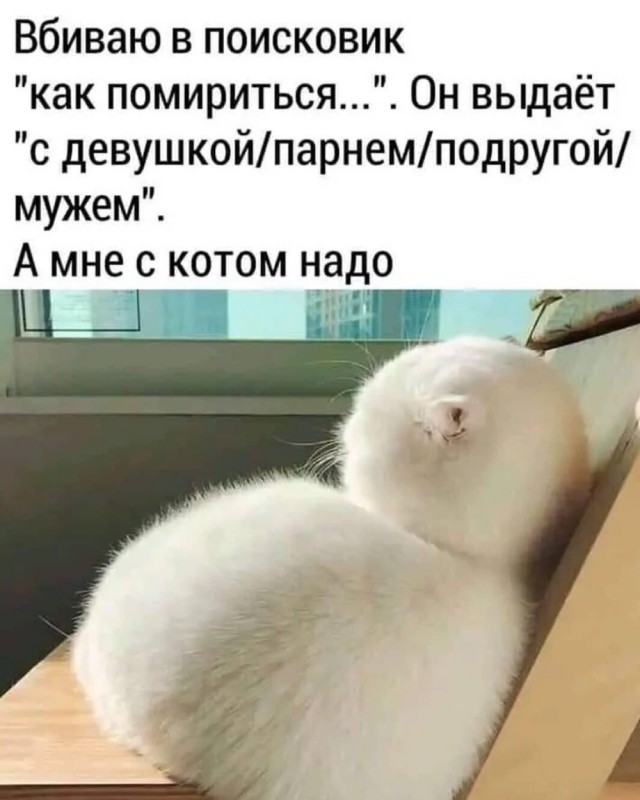 Разные картинки во вторник. С котами