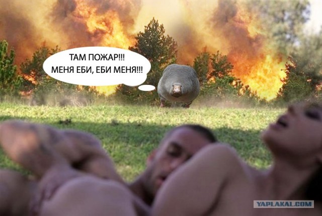 Фотожаба: Тут медвед не проходил?