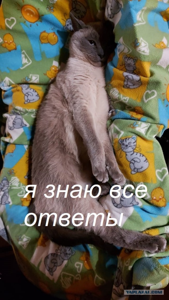 Что ищут кошки в интернете