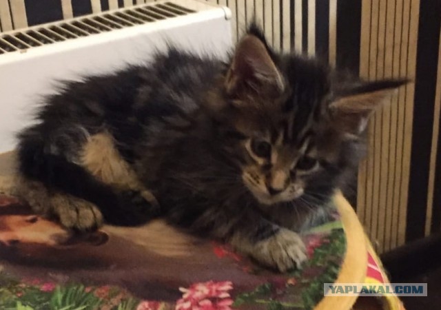 Моя красотка