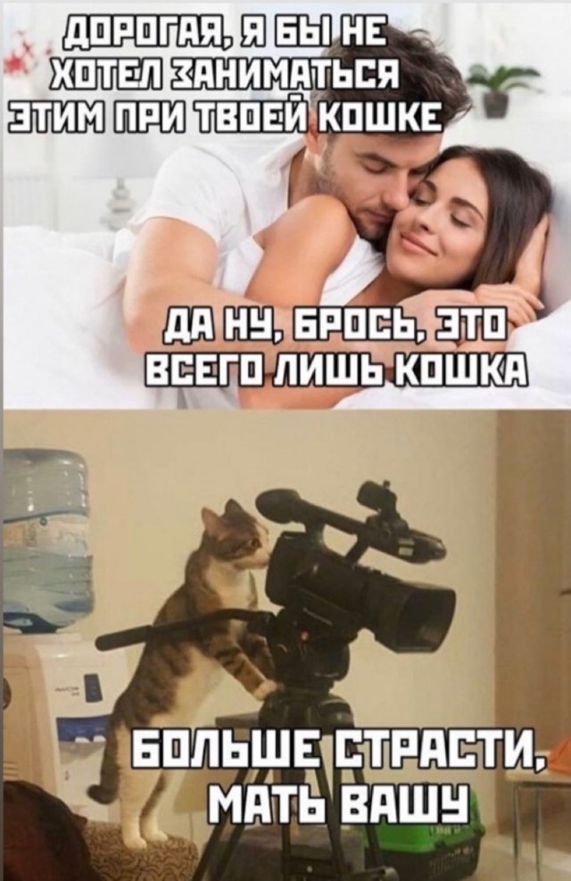 11 мемасиков про животных и отношения