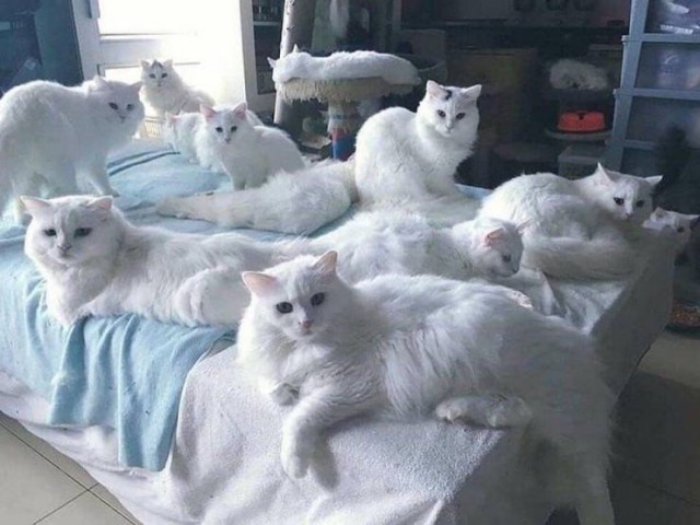 Давно не было солянки из картинок