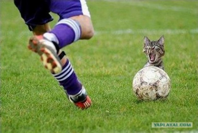 Котяра на футбольном поле