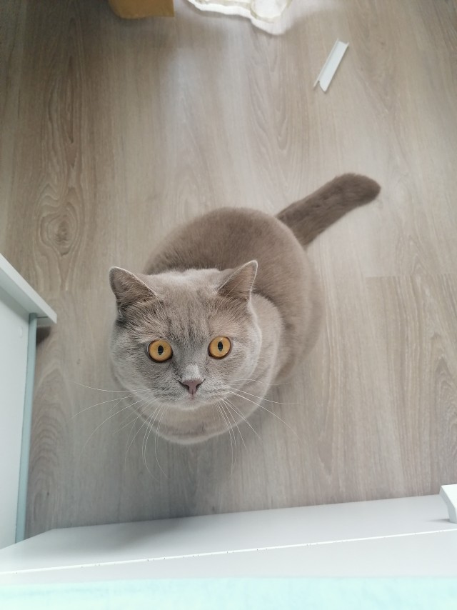 С котовторником!