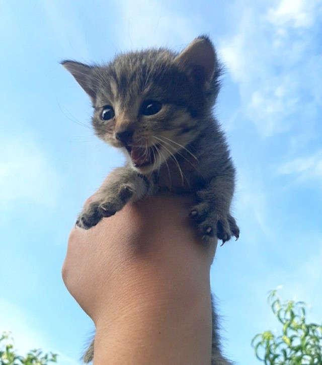 Погнали! С котовторником, други!