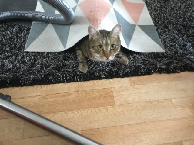 Котовторнику быть