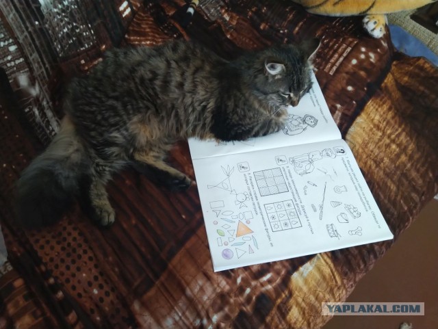 А что это мы котовторник не начинаем? Время пришло!