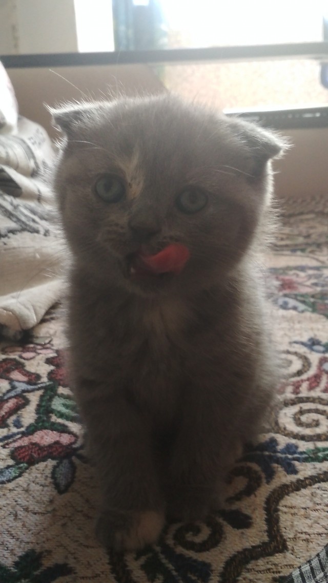 А вот и котовторник 24.05.2022