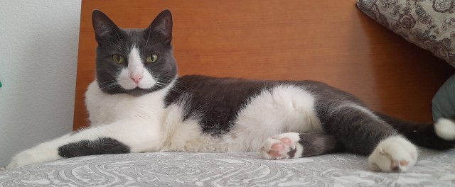 К котофторнику