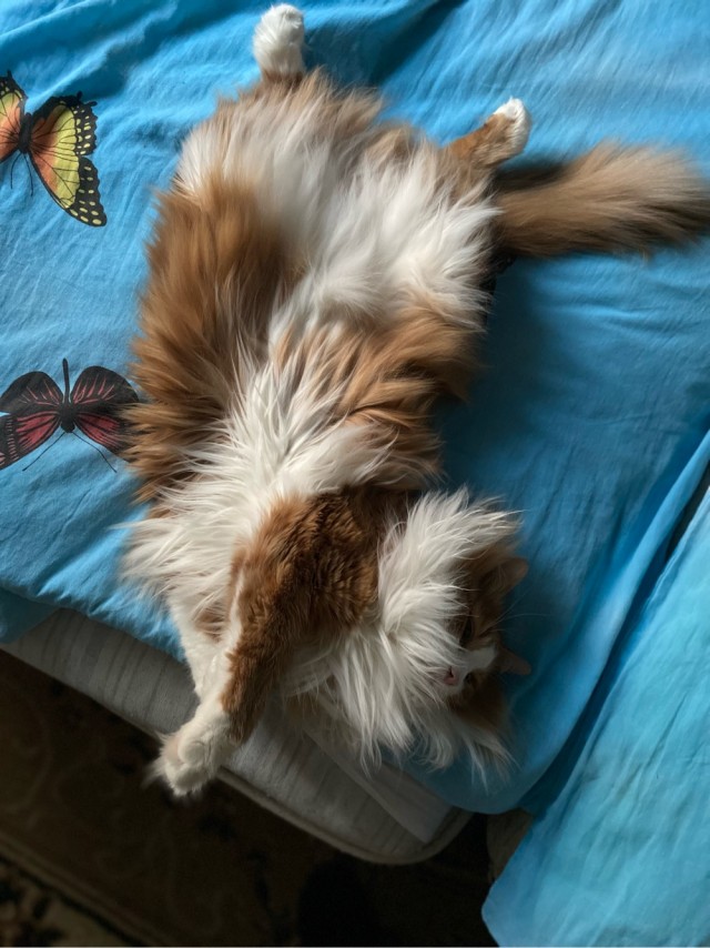 КотоФторник 23.08.22