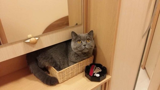 К вопросу о котах