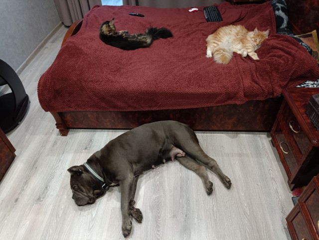Кошка