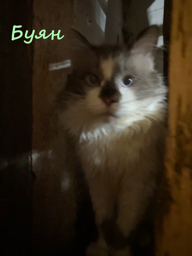 Жизнь домашнего приюта "Котоленд" 366