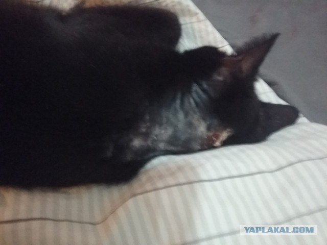 Чёрные коты не такие