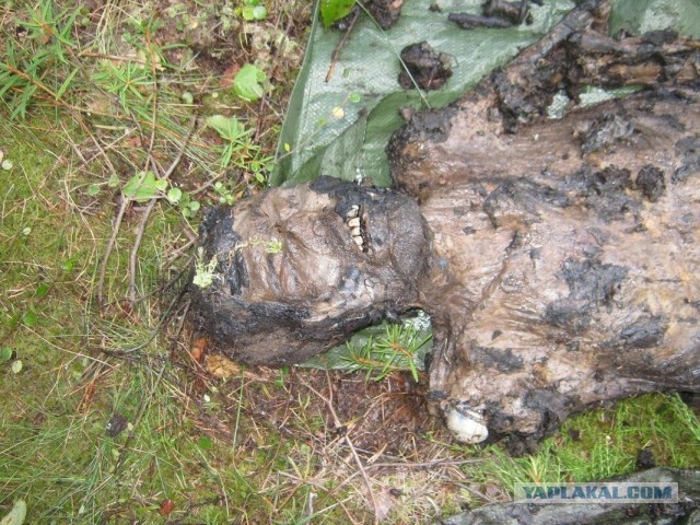 Болото смерти. Страшное эхо Зимней войны