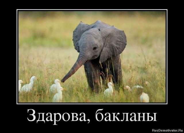 Слонёнок резвится