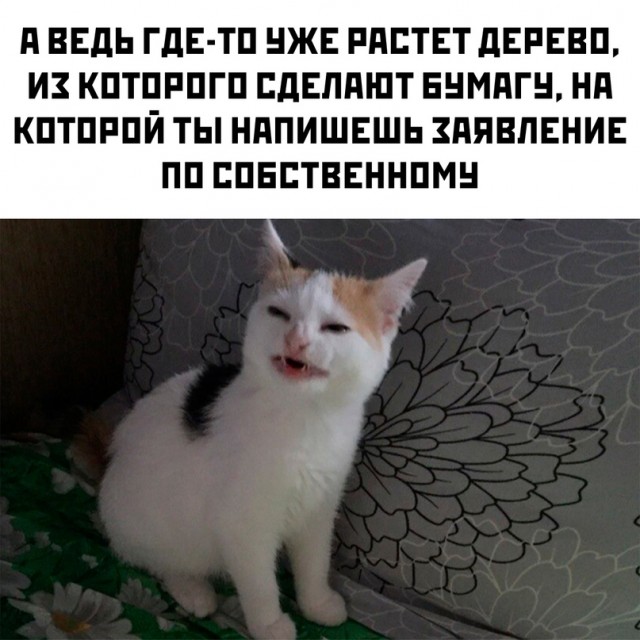 Весёлый полтишок 07.12.23