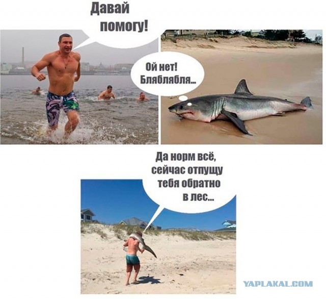 Не смог убить муху и решил провести научный эксперимент!