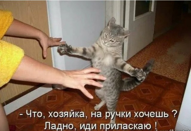 Жизнь домашнего приюта "Котоленд" 431