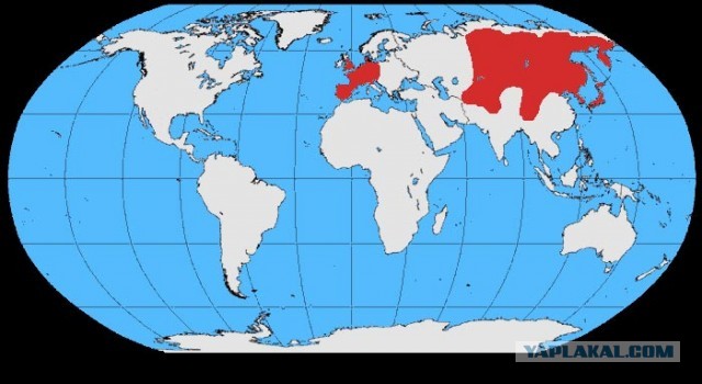 Мама Утка и ворона