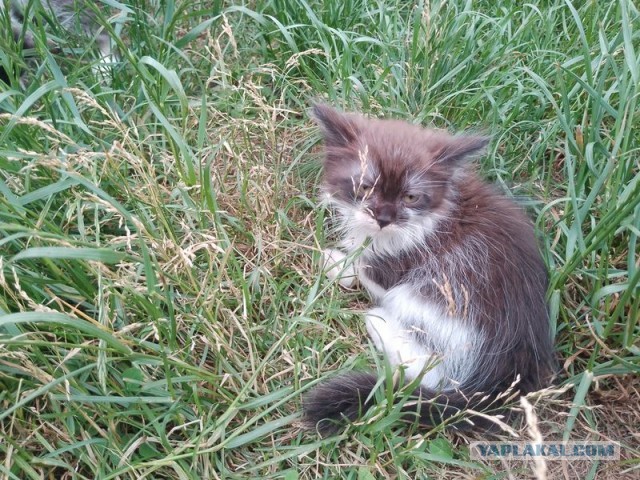 Жизнь домашнего приюта для котеек 500