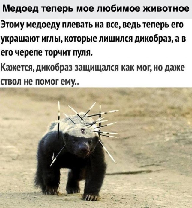 И на медоеда найдется своя колючка