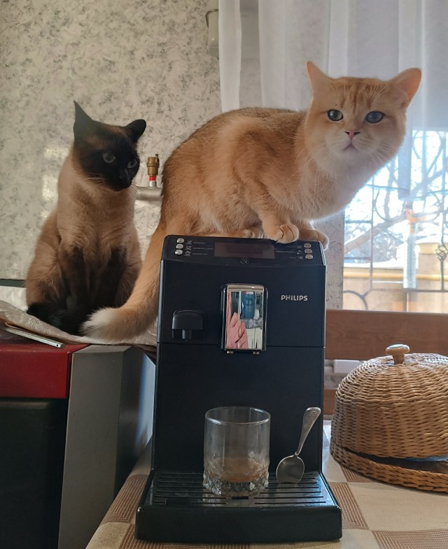 Совпало с котовторником.